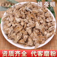 诚信中药材雄蚕蛾 晚蚕蛾 泡酒原料 支持药检 一件发 量大价优