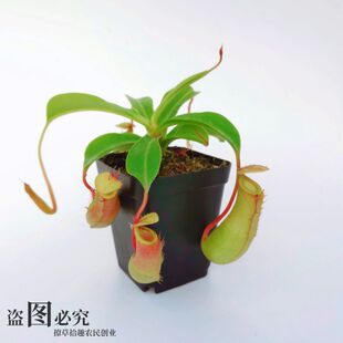 ��ω������ʳ�˻�ʳ�x���i�\��Ȥζ�����҃�ʳ�xֲ���ײ����ӻ��