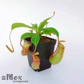 捕蝇草盆栽食人花食虫草猪笼草趣味大嘴室内食虫植物套餐蚊子活的