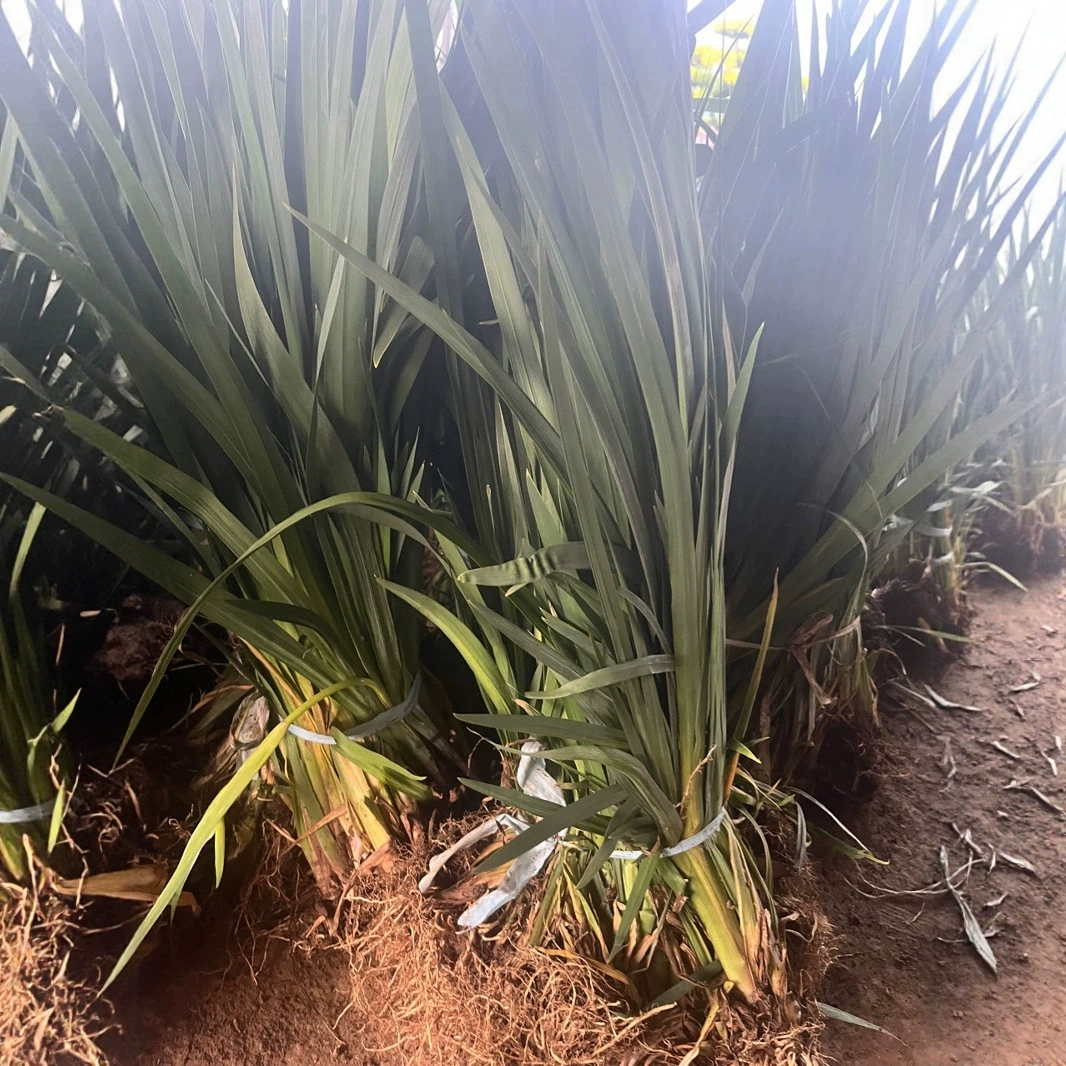 Оптовая продажа основ для цветов из травы, морозостойких цветов, крупнокорневых рассады дендробиумов, почвопокровных цветов, многолетних цветов