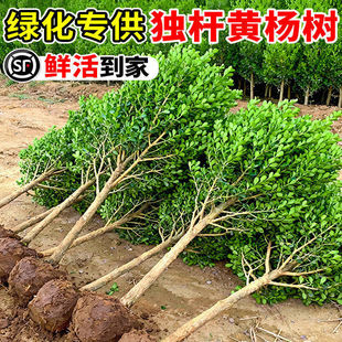 һ�����l���U�S������ͺ��G����С�~�����S��������ͥԺ��������