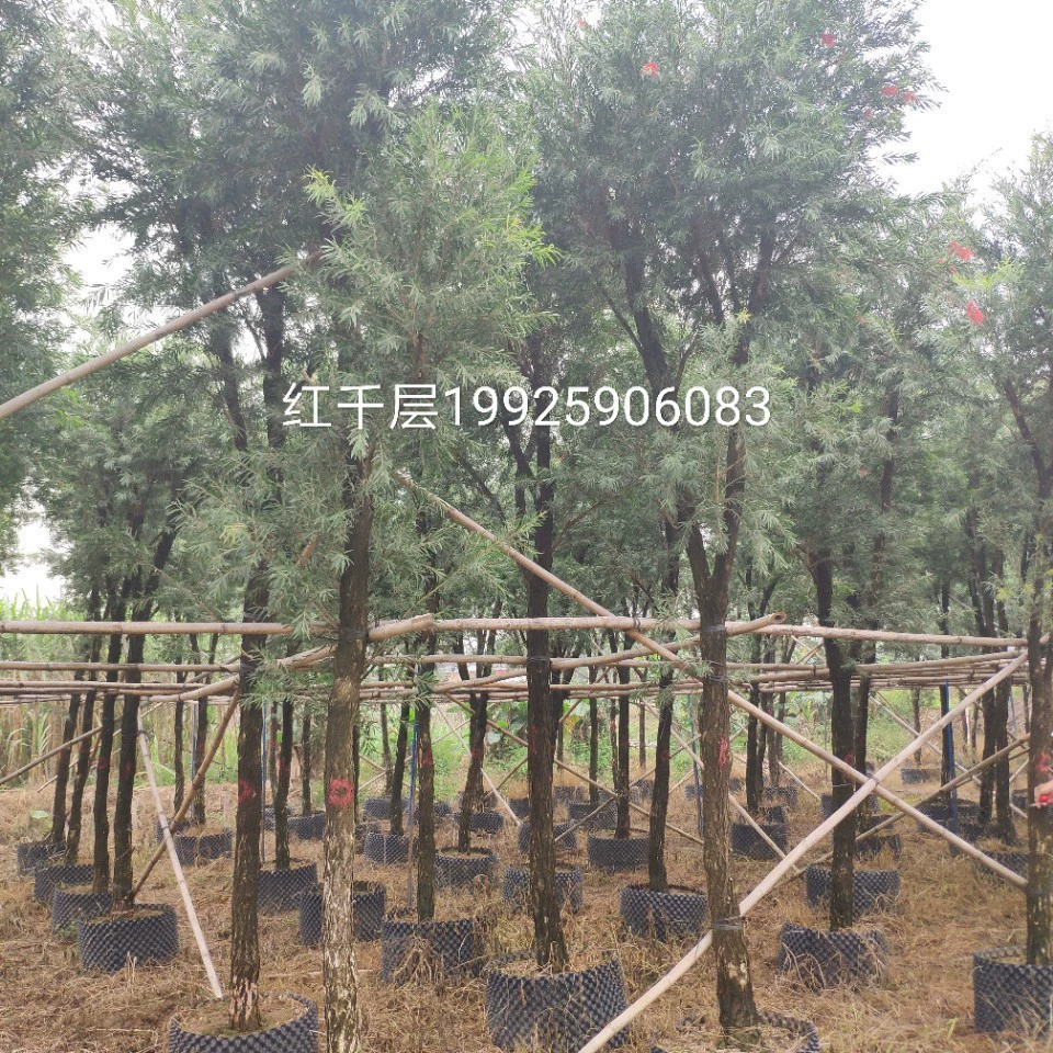 903 Долгосрочная поставка красной тысячи слоев 8-10 см мешок саженцев с денежными ивами