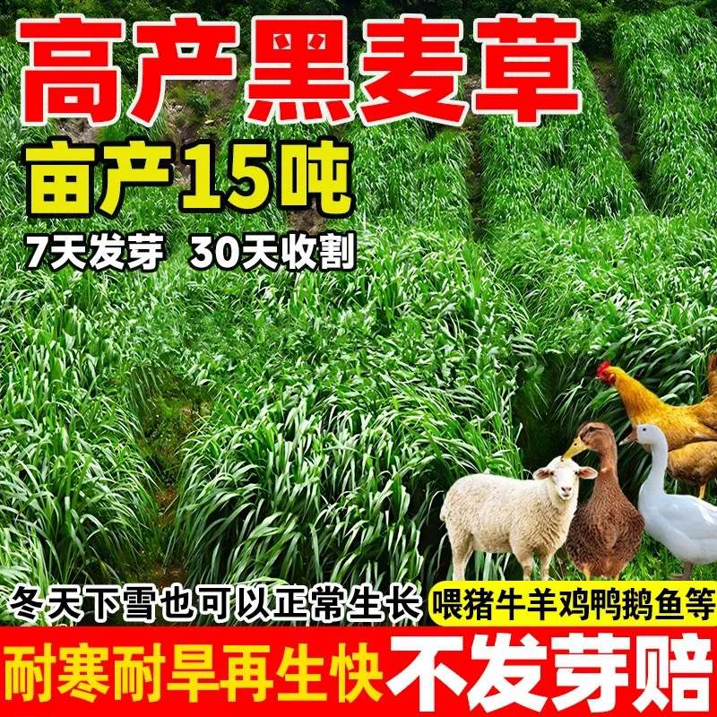 Семена ржанки тетраплодной, семена кормовой ржанки, морозо- и засухоустойчивые, для разведения кур, уток, гусей, крупного рогатого скота, овец и рыб.