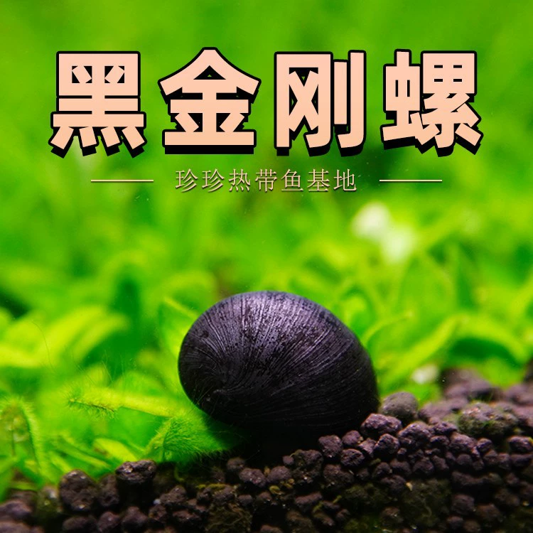 Инструменты для чистки травяных резервуаров, улиток, которые едят водоросли, улиток-убийц водорослей, черных алмазных улиток, тропических улиток, яблочных улиток, декоративных улиток.