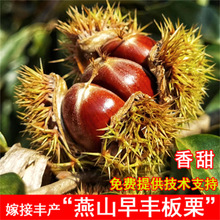 ��ɽ���������t���w�����������ϱ����Nֲ�������Ե��Ԯ���Y��