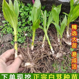 白芨种苗紫花三叉大白芨苗新鲜白芨中药材苗子 批发-阿里巴巴