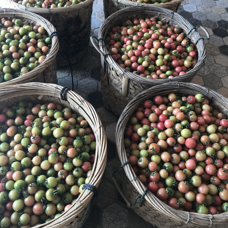 福建春桃小番茄圣女果组合 小柿子新鲜孕妇水果蔬菜3-5斤顺丰包邮