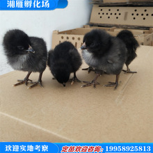 銷售黑羽產綠殼蛋雞苗混合苗公母多產蛋小雞苗批發幼苗土雞苗蛋雞