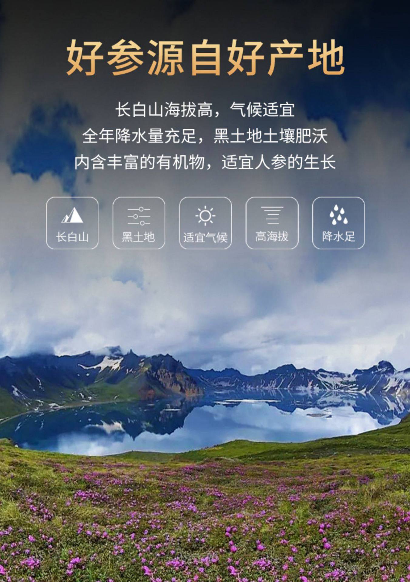 Fresh White Ginseng Root Extra Large Changbai Mountain Ren Shen Soup Tea Wine Ingredient overview