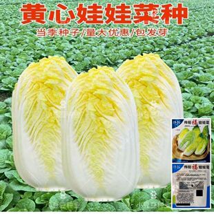 һ�����l�ļ������޲˷N�� �߲˷N�� ���L�� Ʒ�|�� ���Ѵ�������