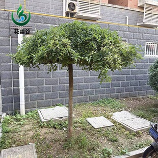 ��ץ������ͥԺ�����辰�´���ץ�����S���ϱ������̾G����ľ