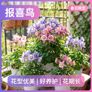 �e���˻��玧������ϲ�B�����̨ͥԺ�����������ذ�����B���B��