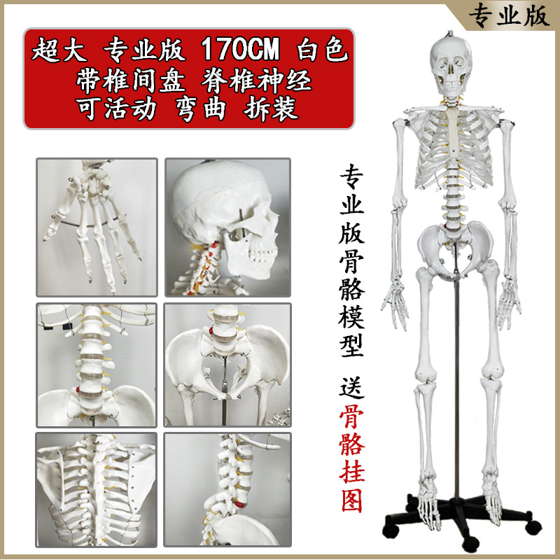 Physiological realistic removable skeleton, medicine toy, human bone