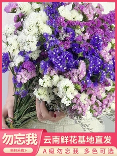 ✅ Dried Flower Bouquet, Living Room Decoration, Real Flowers, Air-Dried Natural Yunnan Flowers, Forget-Me-Not Dried Flowers, Baby's Breath Dried Flowers