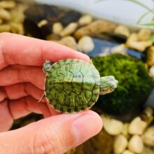 �����m�ϼ��B�İ�������С���������״���^�p�������A�������J��