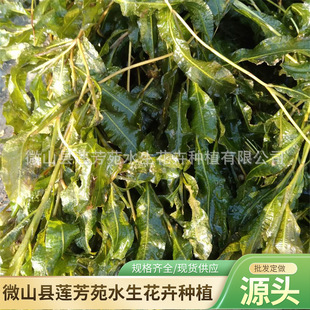 Submerged Plants Malayan Eye Plant Wholesale Grate Eye Plant Seedlings Undertake Eye Plant Planting