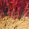 Red Maple Seedlings Japanese Red Maple Red Dance Ji China Red Maple Court Villa Road Greening American Red Four Seasons Potted Popular