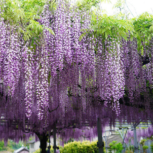 ��Ұ���ٻ���������ֲ������ͥԺ���ܖř������}�L��໨�����Ϙ�