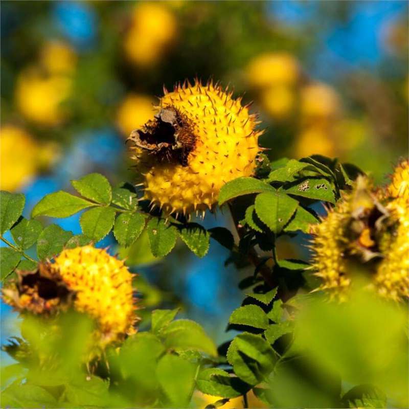 野生刺梨种子 当年结果 刺梨树苗 黄刺梅种子 梨梅 贵州刺梨种子
