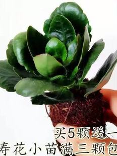 ��Ʒ�L�ۻ�С�绨���ذ�ΰ�󻨽����¹���L�ۻ����ļ��Gֲ�҃�