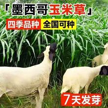 �����ݷN���Ӷ��������ݷN�������Bֳ�ݷN�u��ţ���~�i���ĲݷN��