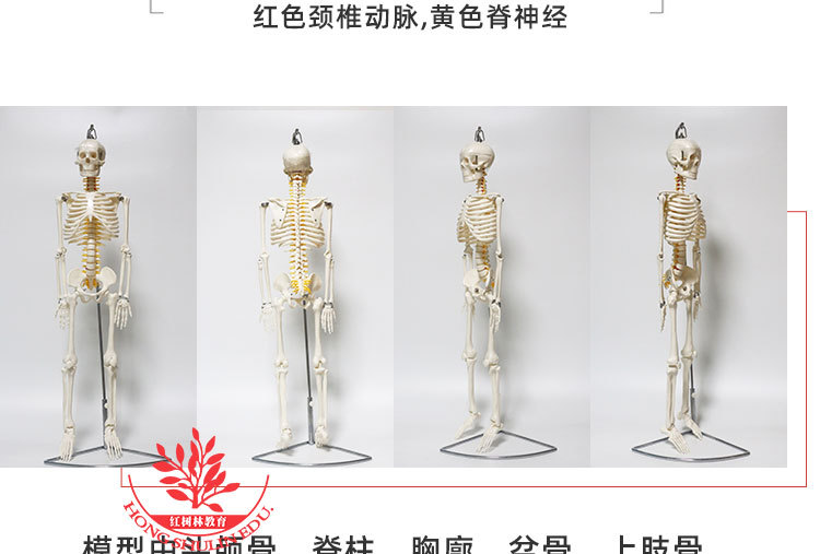 8 85cm悬挂版骨骼模型.jpg
