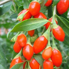 紅枸杞樹苗 北方南方種植 當年結果陽台食用盆栽盆景地栽庭院果樹