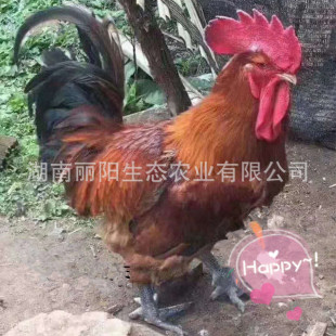 �m��ɢ�B��N���_�����u�籿�u������������u ���Bֳ���J���u��