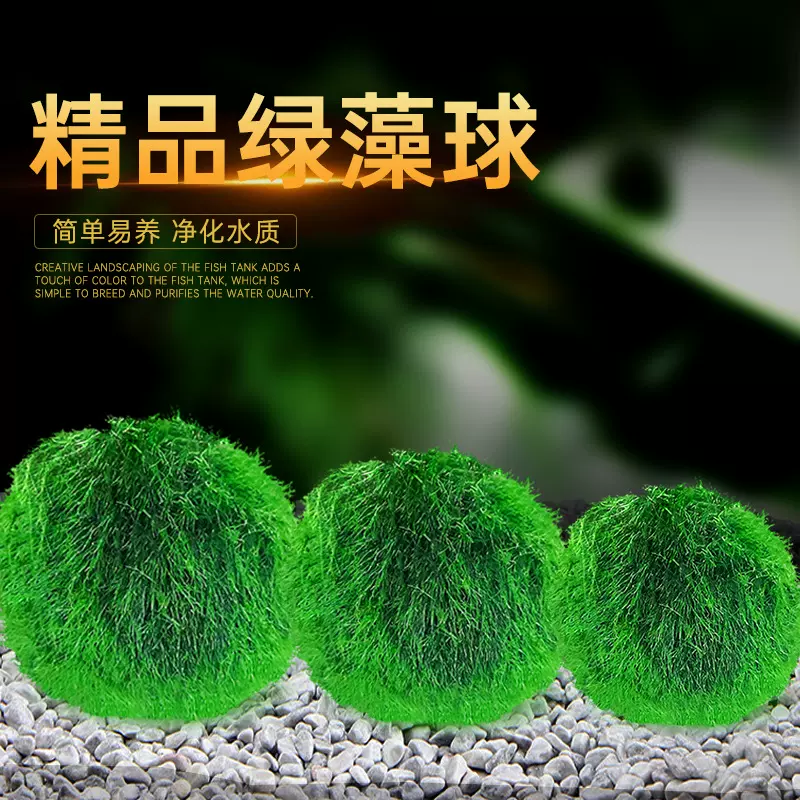 鱼缸水族箱造景水草海藻球生态球造景绿藻球生态瓶绿澡球水藻球