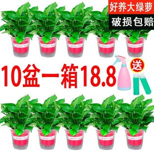 180�G�}���Ի��ܾGֲ���l���m�L�پG�jС�����҃�����ˮ��ֲ��