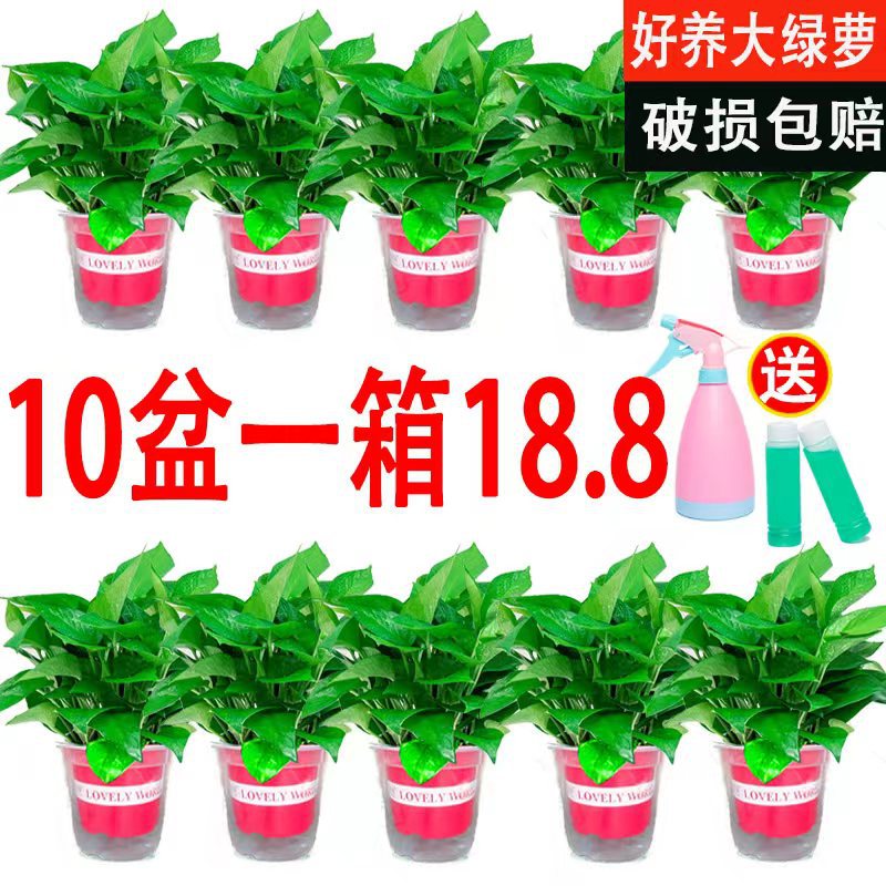 180绿萝盆栽花卉绿植批发吊兰长藤绿箩小盆栽室内桌面水培植物