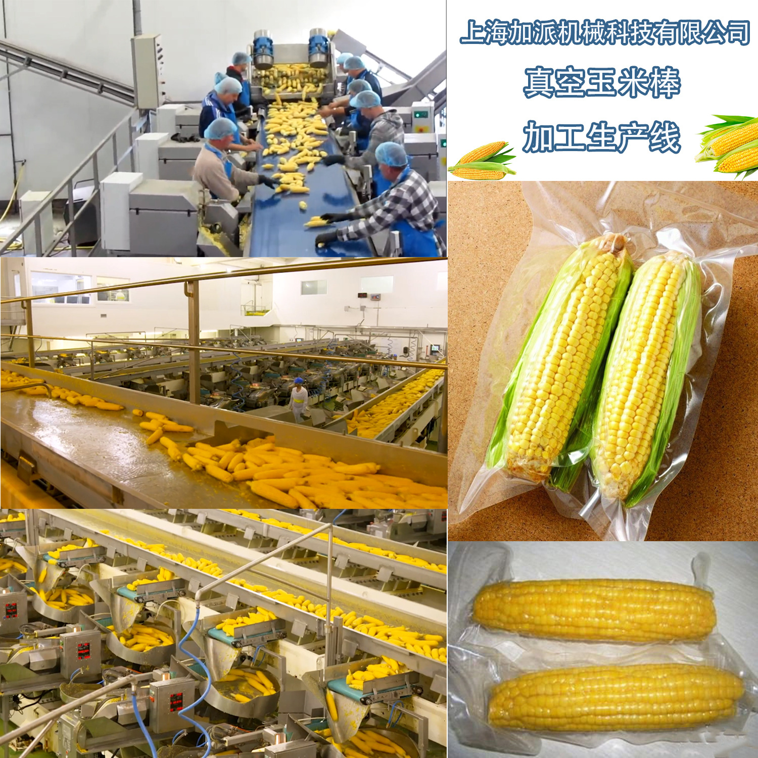 玉米罐頭加工生產(chǎn)線4