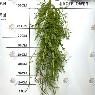 Fresh Mountain Dragon Fresh Cut Flower Lycopodium Plant Stretch Grass Forest Wedding Wedding Flower Material DIY Flower Arrangement