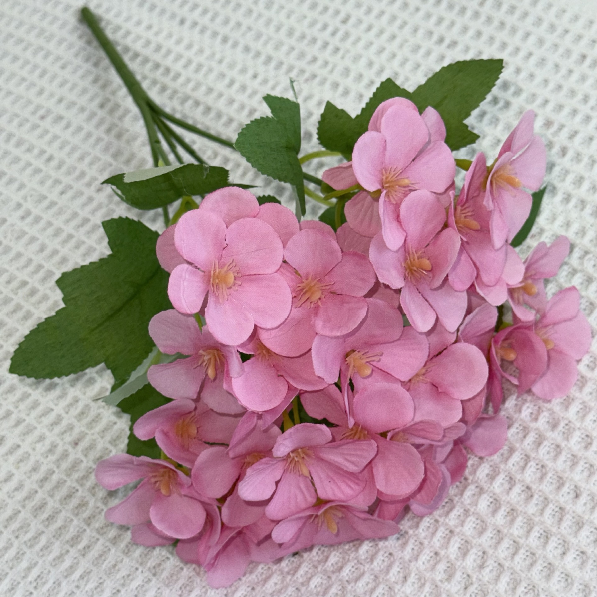 Rosa