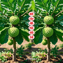 ��ȹ���䎧��̨���P��޽ӹ��������ɏͥԺ�Ϸ��Nֲ���Ե�����