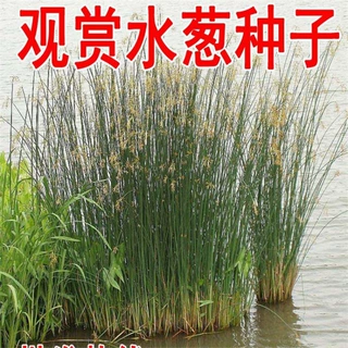 散装新采观赏水生花卉植物水葱种子葱蒲籽水丈葱种子植物花草种籽