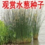 散装观赏水生植物种籽