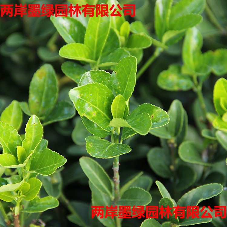 批发冬青苗庭院街道耐_主图03