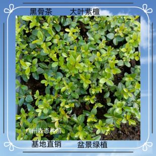 �ڹǲ� ���~��̴  ͥԺ�̨���@�辰�Gֲ