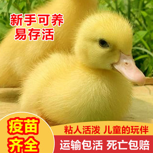 � �����С�S�����w����W�t�����̿��_���� �����ֳ������Z