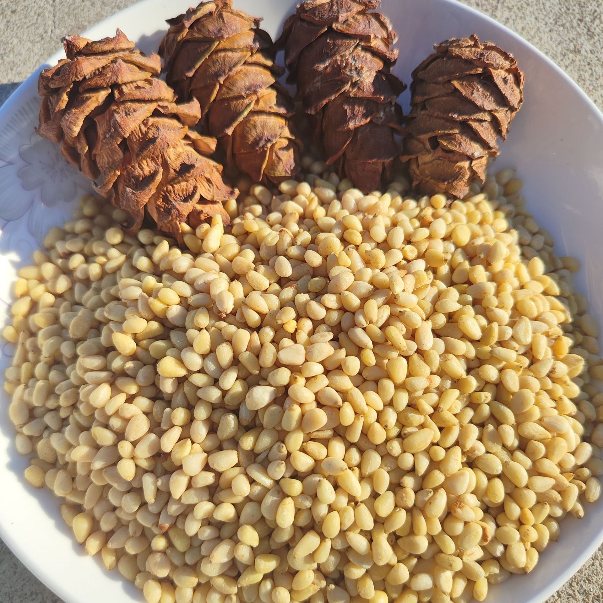 东北大兴安岭野生马尾松仁原味晏松子仁250g坚果未加新特产坚果