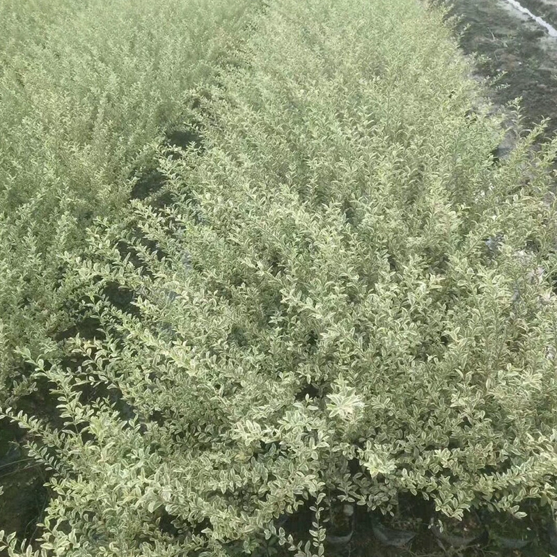 Оптовая Yinji маленький восковой мяч защита склона озеленение Yinji маленький воск маленькая чашка большая чашка саженцы горшечный мяч озеленение проекта