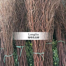 ������֦ѩ����Ȼ��֧ �ɻ��쾰��֦ �b�c������T���͘�֦