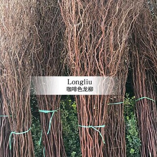 ������֦ѩ����Ȼ��֧ �ɻ��쾰��֦ �b�c������T���͘�֦