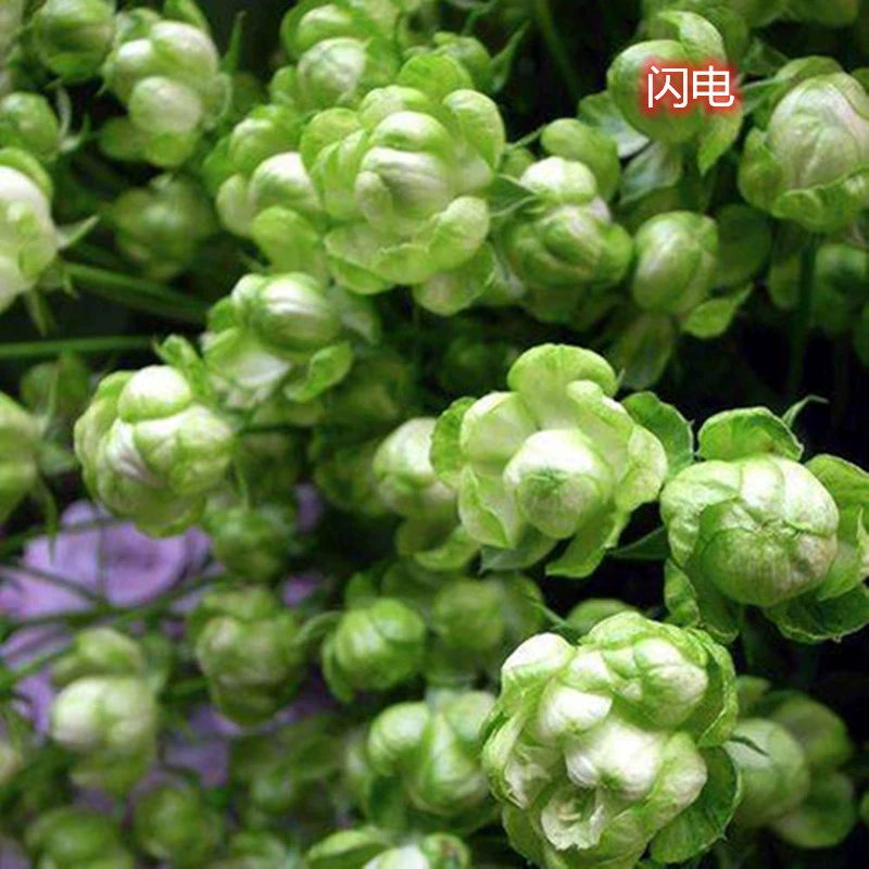 Новый китайский цветок розы молния Роза многоголовая многоцветковая микромесячная частые цветы Four Seasons Зеленая Роза