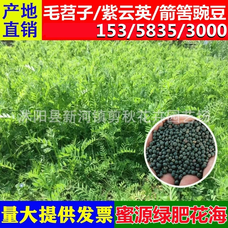 Орчард Семена Зеленого Навоза Фотопериод Семена Вика Волосатые Семена Вика Пчеловодство Мед Источник Завод Семена Травы Вика