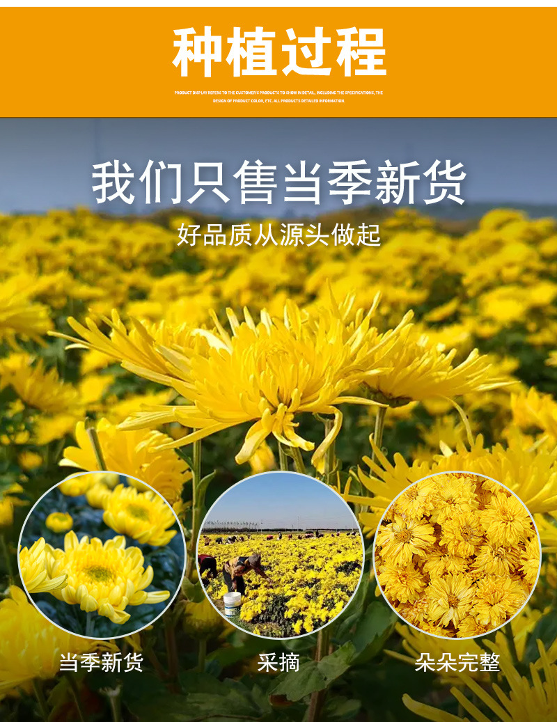 Chrysanthemum Flower Collection (Chrysanthemum morifolium) — Dried Herbal Tea Assortment preparation