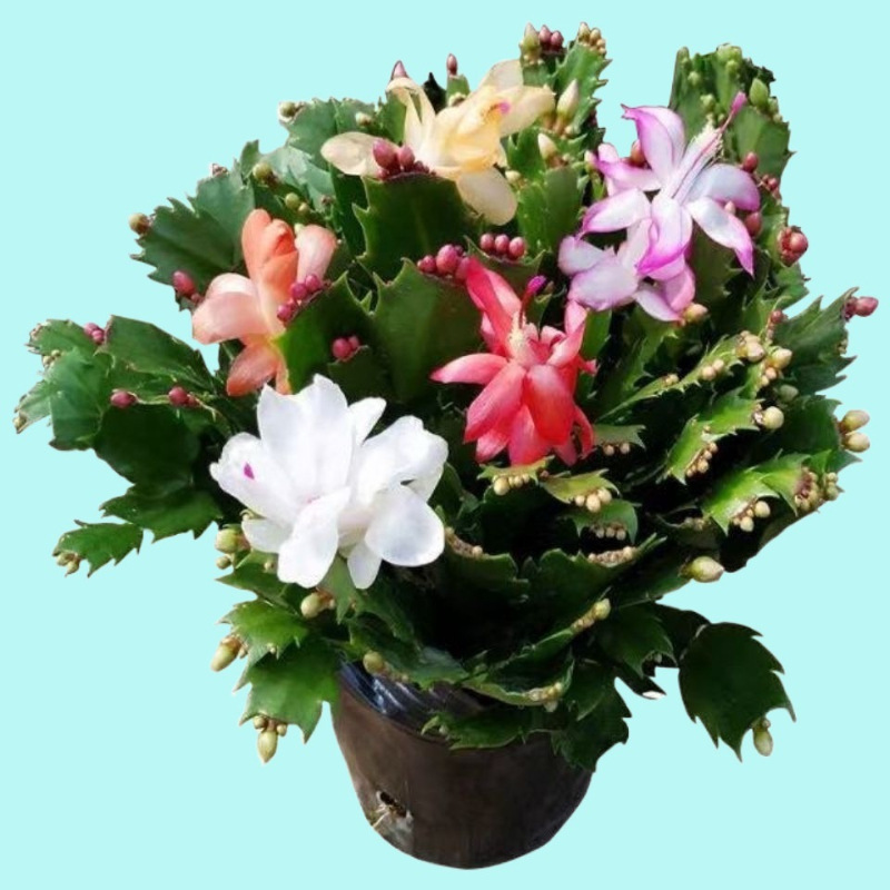 10颗蟹爪兰蟹兰苗仙人掌嫁接蟹爪兰盆栽蟹爪兰花苗蟹爪花