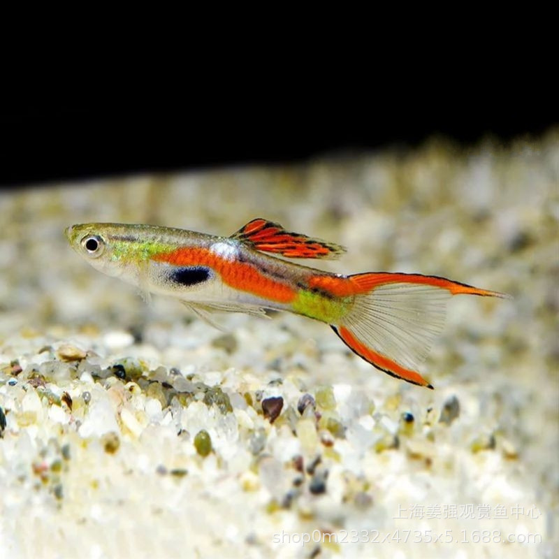 熊猫双剑孔雀鱼安格拉斯凤尾胎生繁殖热带鱼观赏鱼活体宠物草缸鱼