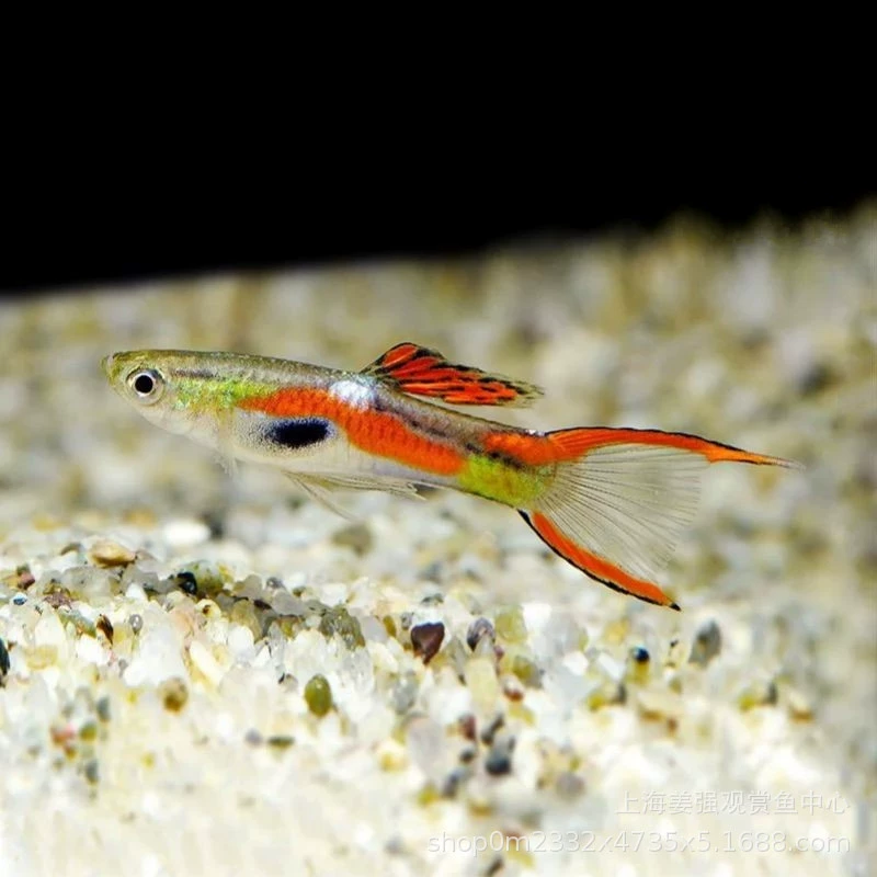 Панда двойной меч Гуппи Anglas Fenaeus живородящее разведение тропических рыб декоративные рыбы живые Домашние животные Трава Аквариум рыба
